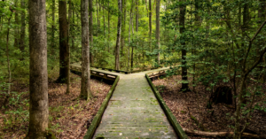 fork in a path on a hiking trail