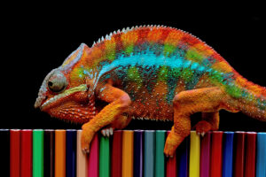 Chameleon changing colors to match surrounding