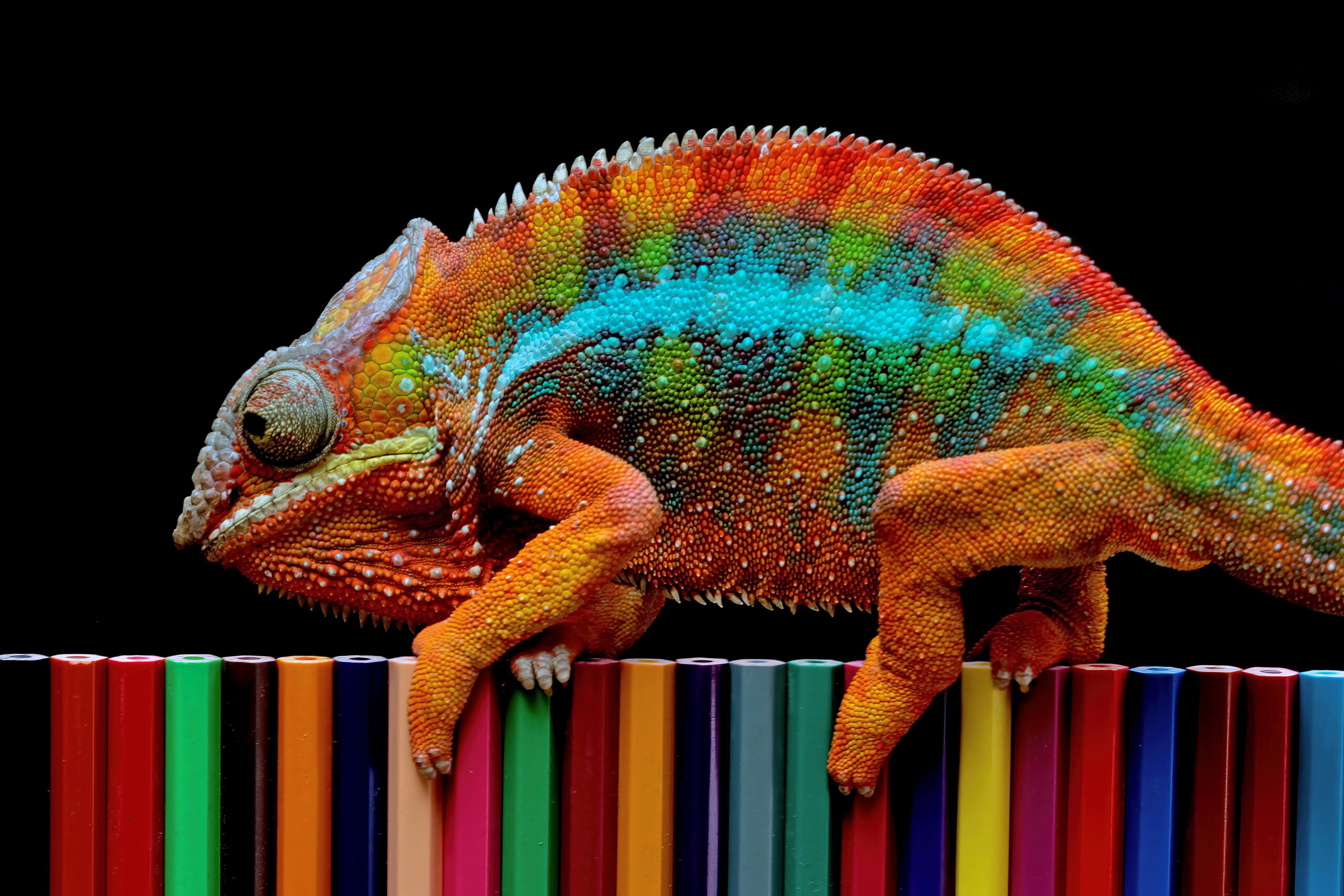 Chameleon changing colors to match surrounding